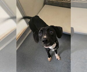 Labrador Retriever-Unknown Mix Dogs for adoption in Glen Allen, VA, USA