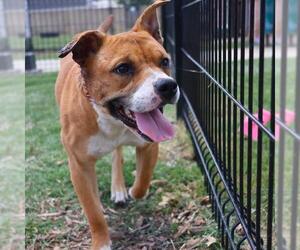 Bulldog-Unknown Mix Dogs for adoption in San Antonio, TX, USA