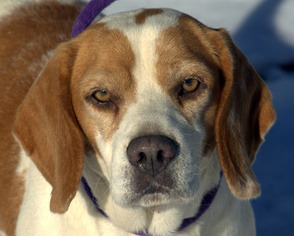 Medium Photo #1 Beagle-Unknown Mix Puppy For Sale in Sparta, TN, USA