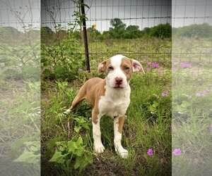 Australian Kelpie-Unknown Mix Dogs for adoption in Pleasanton, TX, USA