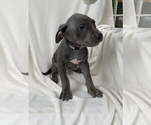 American Pit Bull Terrier-Labrador Retriever Mix Dogs for adoption in Yreka, CA, USA