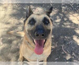German Shepherd Dog Dogs for adoption in Martinez, CA, USA