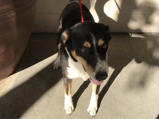 Bernese Mountain Dog Dogs for adoption in pomona, CA, USA