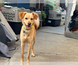 Golden Labrador Dogs for adoption in Inglewood, CA, USA