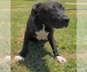 Bulldog-Labrador Retriever Mix Dogs for adoption in Tarrytown, GA, USA