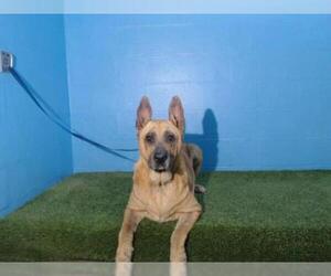 German Shepherd Dog Dogs for adoption in Orlando, FL, USA
