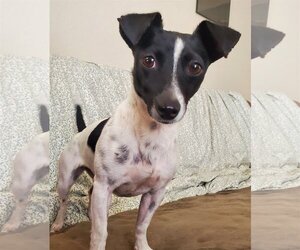 Dachshund-Jack Russell Terrier Mix Dogs for adoption in Temecula, CA, USA