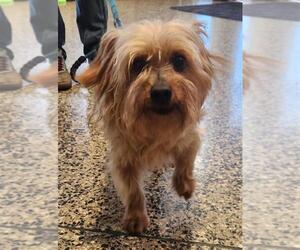 Mutt Dogs for adoption in Tracy, CA, USA