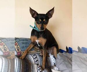 Miniature Pinscher Dogs for adoption in Binghamton, NY, USA