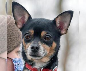 Chipin Dogs for adoption in Huntley, IL, USA