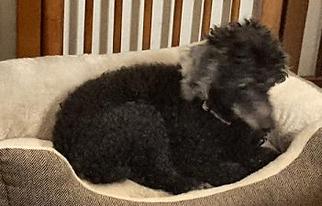 Poodle (Toy) Dogs for adoption in Cary, NC, USA