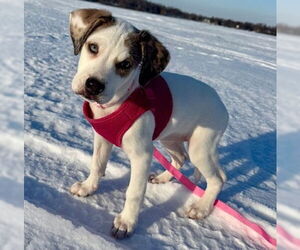 Labrenees Dogs for adoption in Brooklyn Center, MN, USA