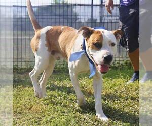 American Staffordshire Terrier-Unknown Mix Dogs for adoption in San Antonio, TX, USA