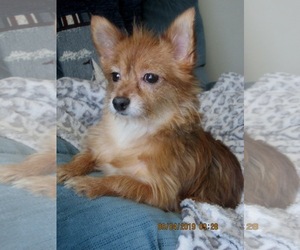 Chiranian Dogs for adoption in Altus, OK, USA