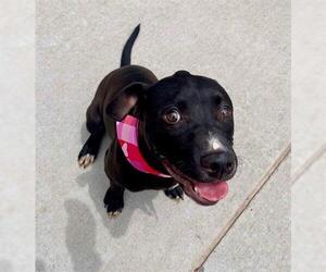 American Pit Bull Terrier-Unknown Mix Dogs for adoption in Tulsa, OK, USA