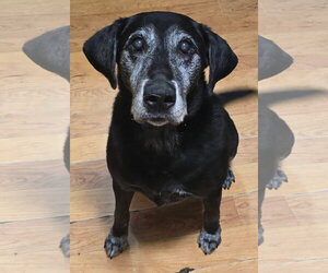 Labrador Retriever Dogs for adoption in Alexander, AR, USA