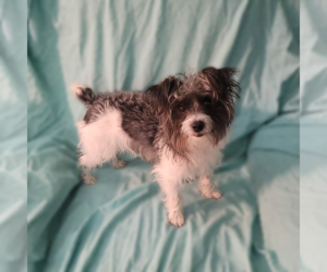 Mutt Dogs for adoption in FAIRLAWN, OH, USA