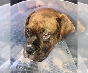 Boxer Dogs for adoption in Boca Raton, FL, USA