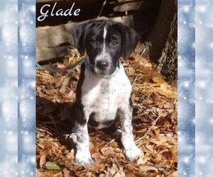 Lab-Pointer Dogs for adoption in Social Circle, GA, USA