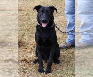 Shepradors Dogs for adoption in Bandera, TX, USA