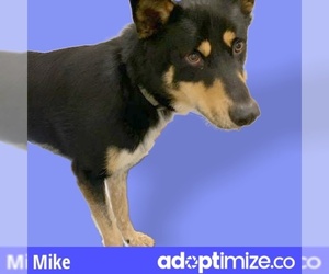 Australian Shepherd Dogs for adoption in Rosenberg, TX, USA