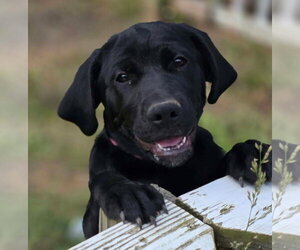 Medium Photo #5 Golden Retriever-Unknown Mix Puppy For Sale in Woodsfield, OH, USA