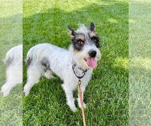 Mutt Dogs for adoption in Germantown, OH, USA