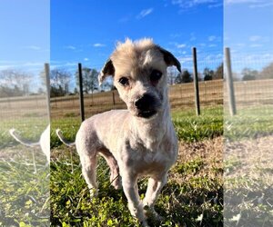 Lhasa-Poo Dogs for adoption in Pacolet, SC, USA
