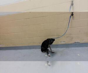 Mutt Dogs for adoption in Tulsa, OK, USA