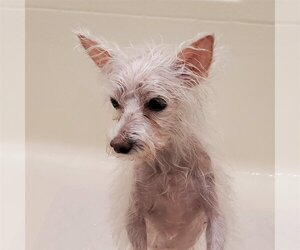Mutt Dogs for adoption in Dallas, TX, USA