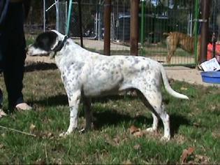 Maltese Dogs for adoption in Winder, GA, USA
