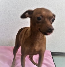 Miniature Pinscher Dogs for adoption in Stockton, CA, USA