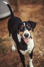 Mutt Dogs for adoption in Nashville, GA, USA