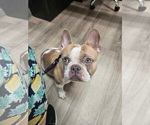 French Bulldog Dogs for adoption in New Orleans, LA, USA