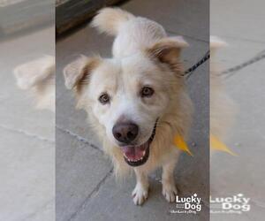 Golden Pyrenees Dogs for adoption in Washington, DC, USA