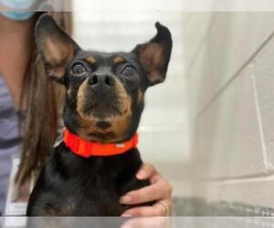 Miniature Pinscher Dogs for adoption in Vaughan, Ontario, Canada