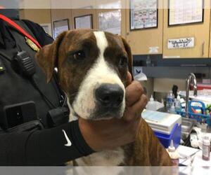 American Pit Bull Terrier-Unknown Mix Dogs for adoption in Riverside, CA, USA