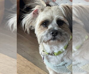 Shih Tzu Dogs for adoption in East Derry, NH, USA