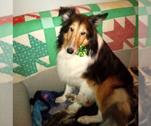 Mutt Dogs for adoption in Dublin, OH, USA