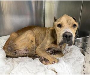 Mastiff Dogs for adoption in San Antonio, TX, USA