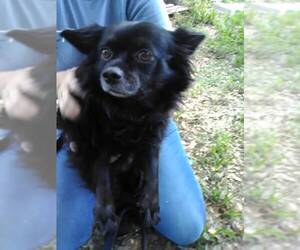 Pomeranian Dogs for adoption in Melrose, FL, USA