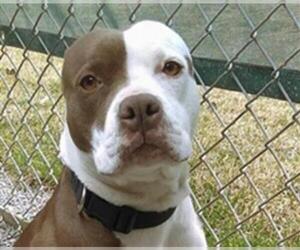 American Pit Bull Terrier Dogs for adoption in Missoula, MT, USA