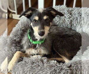 Mutt Dogs for adoption in Fargo, ND, USA