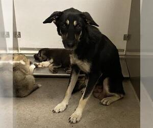 German Shepherd Dog-Unknown Mix Dogs for adoption in Modesto, CA, USA