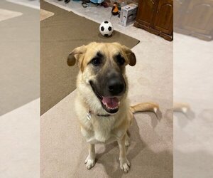 German Shepherd Dog-Great Pyrenees Mix Dogs for adoption in Issaquah, WA, USA