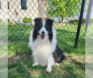 Mutt Dogs for adoption in Fargo, ND, USA