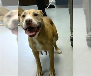 American Pit Bull Terrier Dogs for adoption in Fayetteville, NC, USA