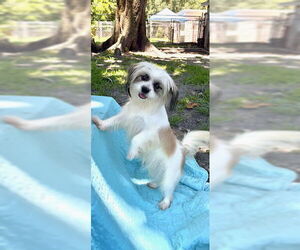 Shih Tzu Dogs for adoption in Weston, FL, USA