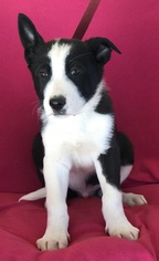 Medium Photo #1 Border-Aussie Puppy For Sale in Palo Alto, CA, USA