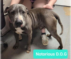 American Pit Bull Terrier-Chinese Shar-Pei Mix Dogs for adoption in Richmond, IN, USA